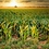CornCountry